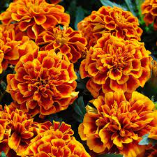 Dwarf Marigold Seeds Indoor Flowering Plants Flowers Delivered Flowers