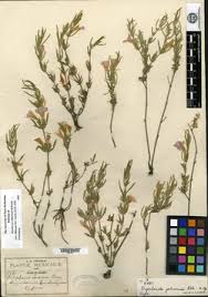 Image result for Dyschoriste multicaulis