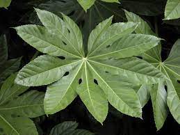 Your japanese aralia plant needs indirect bright light when grown indoors. Types Of Aralia Learn About The Care Of Aralias