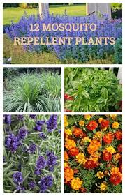 But you can also use the same essential oils when creating homemade insect repellents. 12 Mosquito Repellent Plants Garden Design