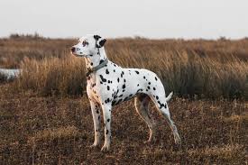 Image result for dalmatin