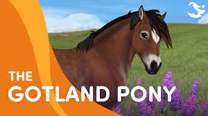 Overview other appearances gallery the andalusian, is a horse breed available in star stable: Meet The Gotland Pony Star Stable Breeds Youtube