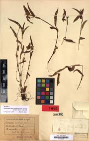 Image result for Commelina purpurea