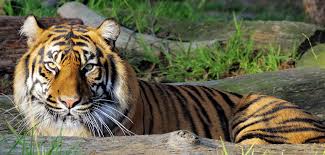 Online jigsaw puzzles for kids. Solve Jigsaw Puzzles Online Tiger Behind A Log