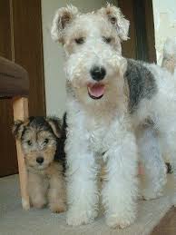 Pin On Terriers