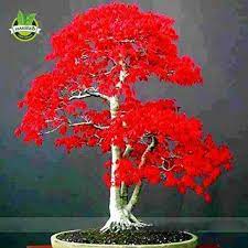 20 Mini Beautiful Japanese Red Maple Bonsai Seeds Diy Bonsai Fresh Maple Seeds Free Shipping On A Japanese Red Maple Tree Red Maple Tree Red Maple Bonsai