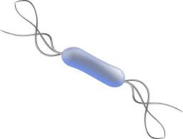 Monocytogenes appartient au genre listeria qui rassemble 4 autres espèces proches: Line Bacteria Listeria Monocytogenes Png Clipart Royalty Free Svg Png