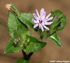 Image result for Elephantopus