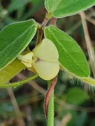 Image result for Macrotyloma uniflorum
