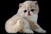 Munchkin Scottish Fold Exotic Shorthair