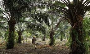 Total malaysian oil palm planted area stood at 5.74 million hectares in 2016, up 3.2% from 5.64 million hectares in 2015, mainly attributed to a 4.7% increase in sarawak. Malaysian Palm Oil Price Sink To 1 Week Low On High Inventories Ig En