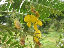 Image result for Sesbania sericea