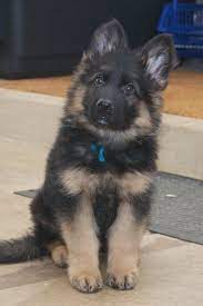 Pin On German Shepherd