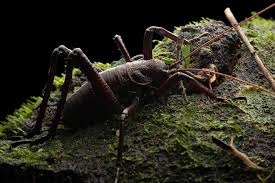 Image result for Melinis effusa