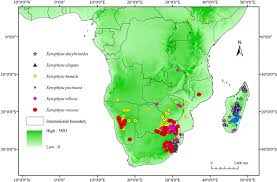 Image result for Xerophyta zambiana