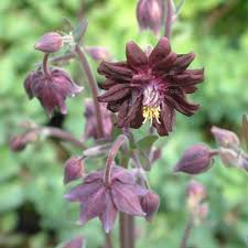 One of the sweetest flowers in spring gardens is the columbine. Aquilegia Vulgaris Var Stellata Black Barlow