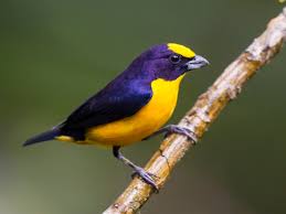 Image result for Eulophia longisepala