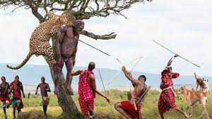 ヒョウは、マサイ族の先住民の領土で無謀にサルを狩ったため、悲劇的な最期を遂げました。 - YouTube