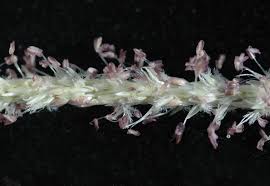 Image result for Sporobolus spicatus