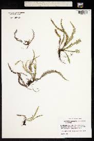 Image result for Lellingeria