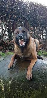 Scary maze is the original, iconic scary maze game. Pin By K9 Handler On Belgian Malinois Belgian Malinois Malinois Belgian Shepherd