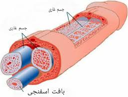 درمان اختلال نعوظ و سردمزاجی با رِفلکسولوژی - درمان زودانزالی | رِفلکسولوژی  | بازتاب درمانی | سوجوک تراپی