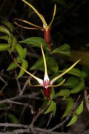 Image result for Strophanthus