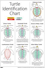 Pin By Gabriela Isaias On Turtles Turtle Facts Turtle Sea Turtle