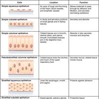 types of epithelial tissue sada margarethaydon com