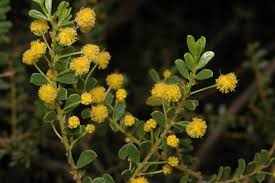 Image result for Acacia eriocarpa