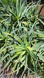 Image result for Aloe arborescens × musapana
