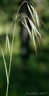 Image result for Bromus  tectorum
