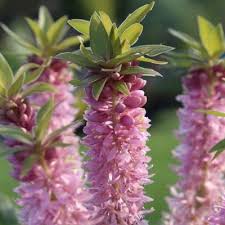 Image result for Eucomis zambesiaca