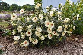 Help celebrate the year of the hardy hibiscus by adding head over heels hibiscus to your garden! Year Of The Hardy Hibiscus Laidback Gardener
