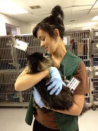 Animal shelter volunteers work in facilities hosting animals and help visitors find adoptable pets. 5 Things I Learned From Being An Animal Shelter Volunteer Catster