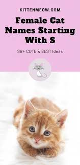 Finding cat names that tick all of those boxes might seem difficult, but our top 100 names for a female feline will make your job easy! Female Cat Names That Start With A K Colourhaze De