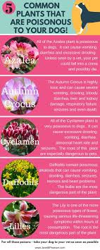 5 Common Plants That Are Poison To Dogs Plants Poisonous Dogs Plants Poisonous To Dogs Poison Dogs Poisonous Plants