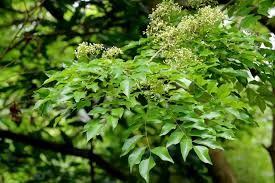 Image result for Dalbergia fischeri