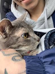 Update,Let her out at 530am to pee and she took off heading west down post  rd. Hope she made it back home ❤️ Anyone missing their dog?Looks like she  has had puppies