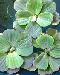 Image result for Floscopa sp.no.1