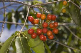 Image result for Huberantha