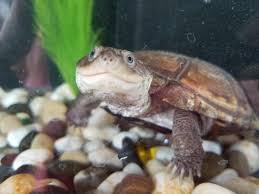 The sideneck is also known by the names african helmeted turtle, marsh terrapin, and the west african mud turtle. A Smiling African Sideneck Turtle Aww