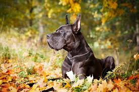 If you want to own a great dane, then unfortunately, shedding is all part of the territory. Great Dane Dog Breed Information