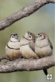 Bird With Big Mouth Name Pin By Mary Lou On Animals Birds Birds Flying Animals Beautiful