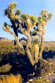 The sweet flowers are edible, and may. Yucca Brevifolia Var Jaegeriana Jaegers Joshua Tree Buy Seeds At Rarepalmseeds Com