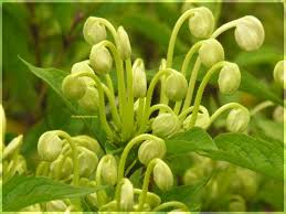 Image result for Clerodendrum incisum
