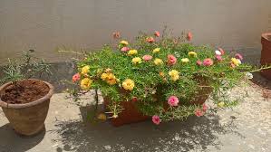 If you want to browse the world of flowers and learn. Portulaca Grandiflora Wikipedia