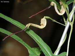 Image result for Aristolochia zenkeri