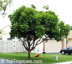 Image result for Filicium decipiens