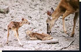Whitetail Fawns Behavior And Environment